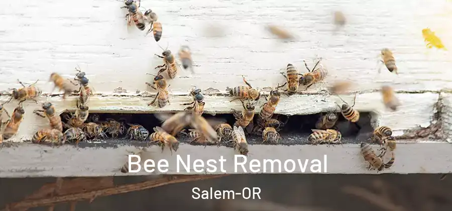  Bee Nest Removal Salem-OR