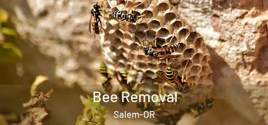  Bee Removal Salem-OR