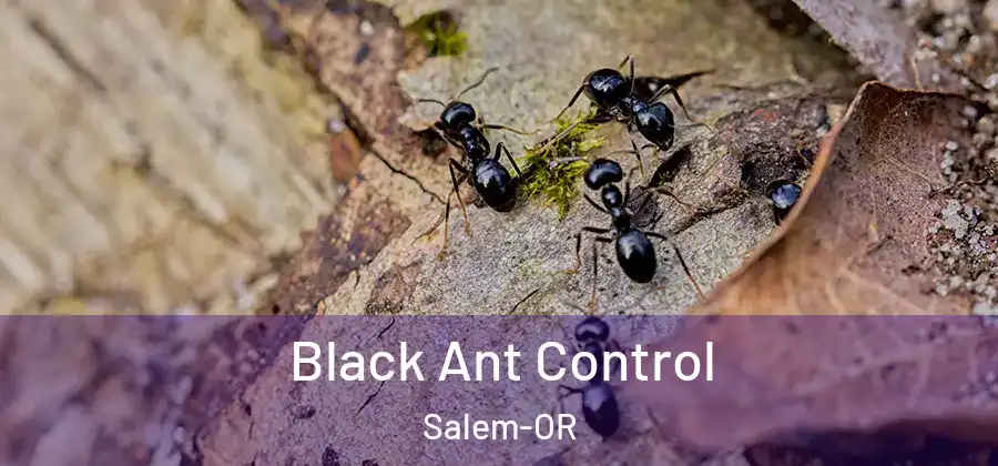  Black Ant Control Salem-OR