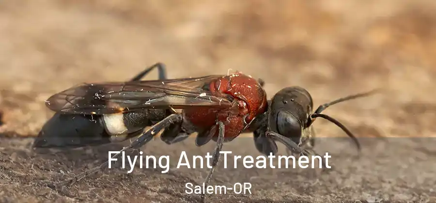  Flying Ant Treatment Salem-OR