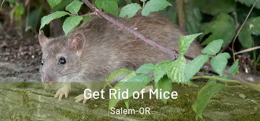  Get Rid of Mice Salem-OR