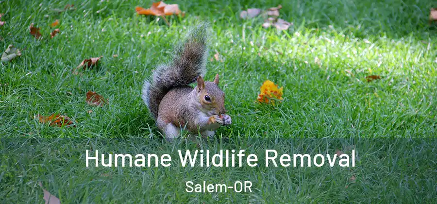  Humane Wildlife Removal Salem-OR