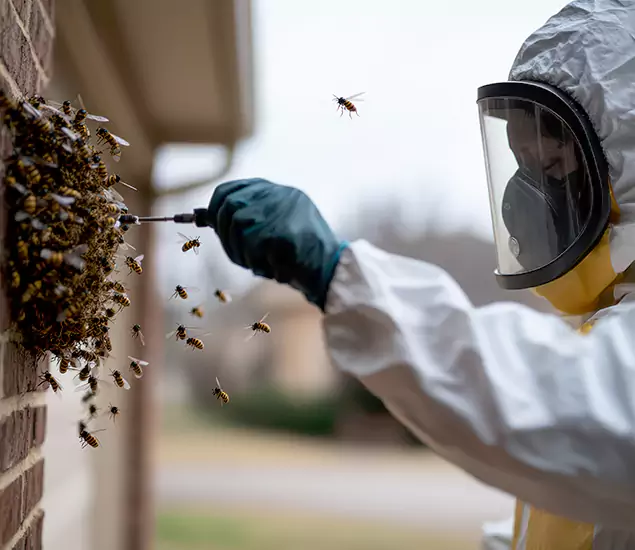 Your Bee Removal Company in Salem, OR