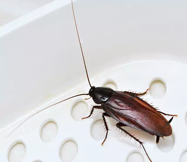 Trusted Cockroach Exterminator: Your Roach Control Services in Salem, OR