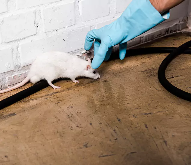 About Rodent Control Experts in Salem, OR