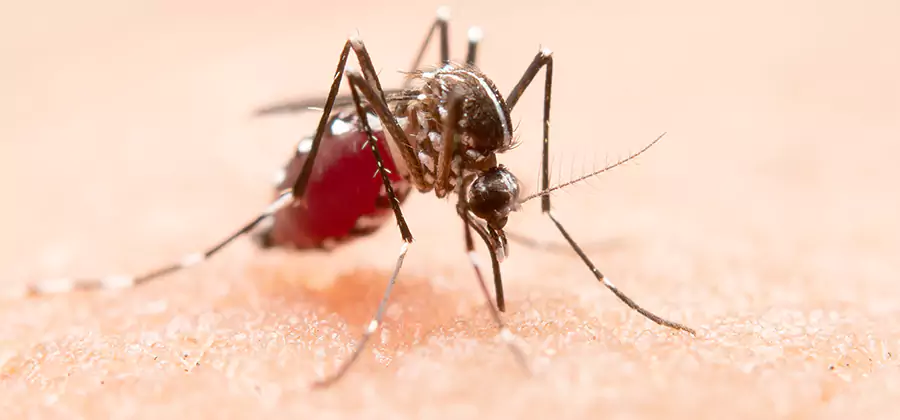 Pond Mosquito Control and Water Treatment in Salem