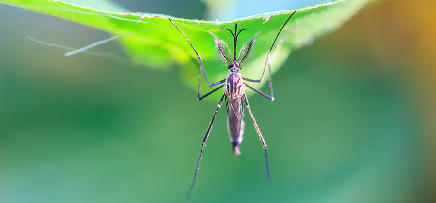 Home Defense Insect Killer in Salem