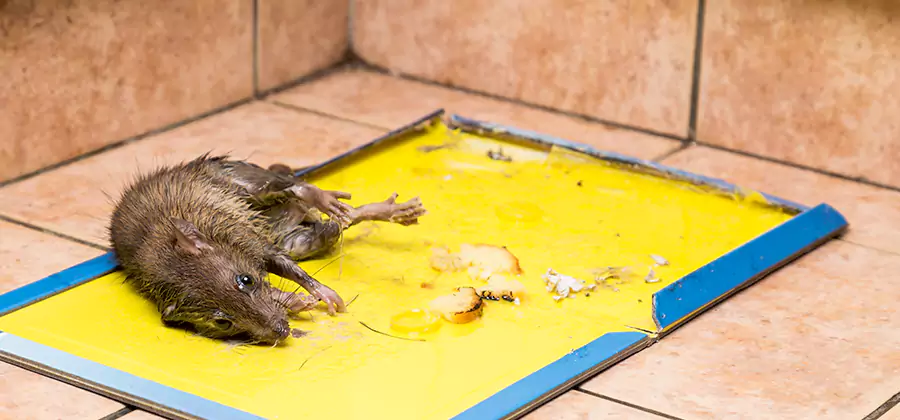 Mouse and Rat Control in Salem
