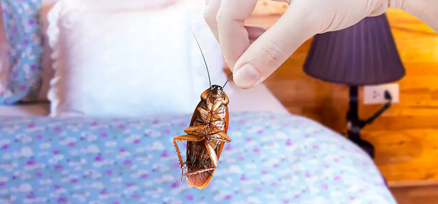 Bed Bug Inspection in Salem