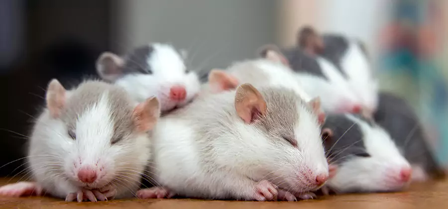 Rat Infestation Exclusion Service in Salem