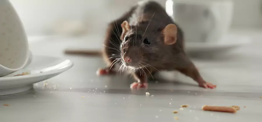 Attic Rat Exclusion Service in Salem