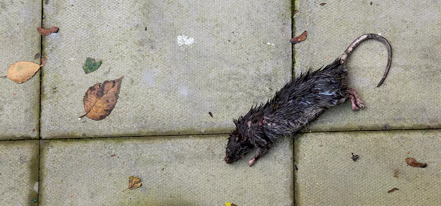 Rodent inspection service in Salem
