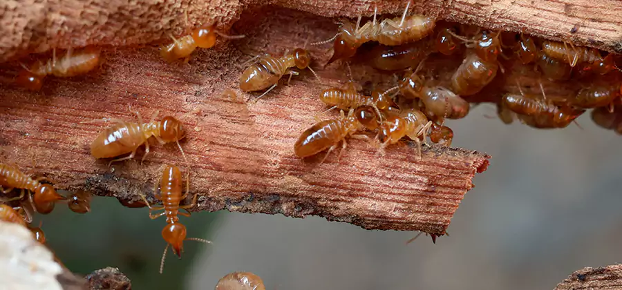 Wood Preservation Termite Treatment in Salem