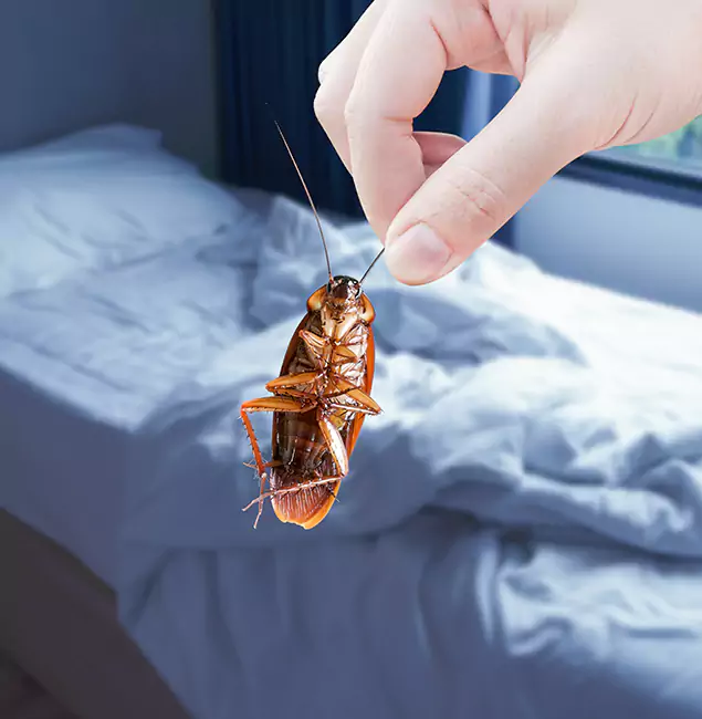 Why Choose Salem Pest Control Pros for Bed Bug Extermination in Salem, OR?