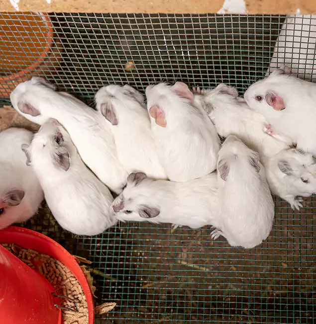 Why Choose Salem Pest Control Pros for Rat Infestation in Salem, OR?