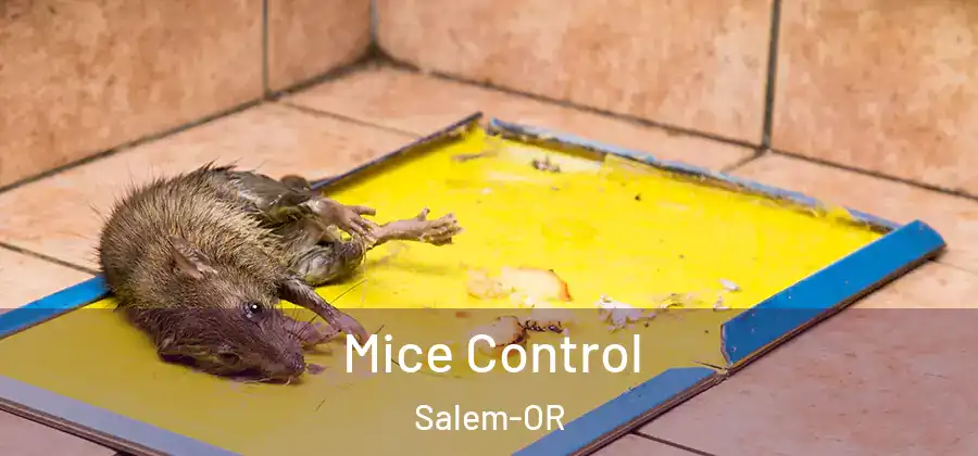  Mice Control Salem-OR