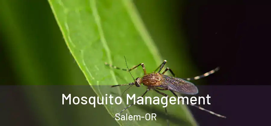  Mosquito Management Salem-OR