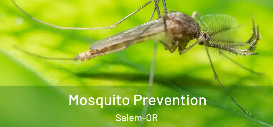  Mosquito Prevention Salem-OR