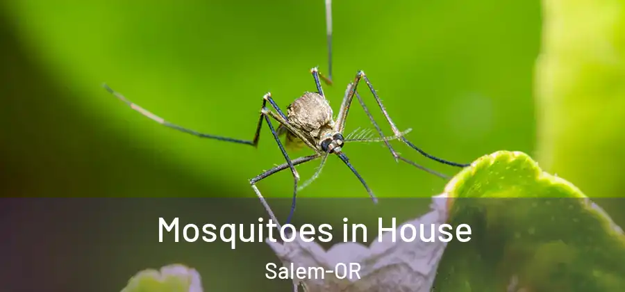  Mosquitoes in House Salem-OR