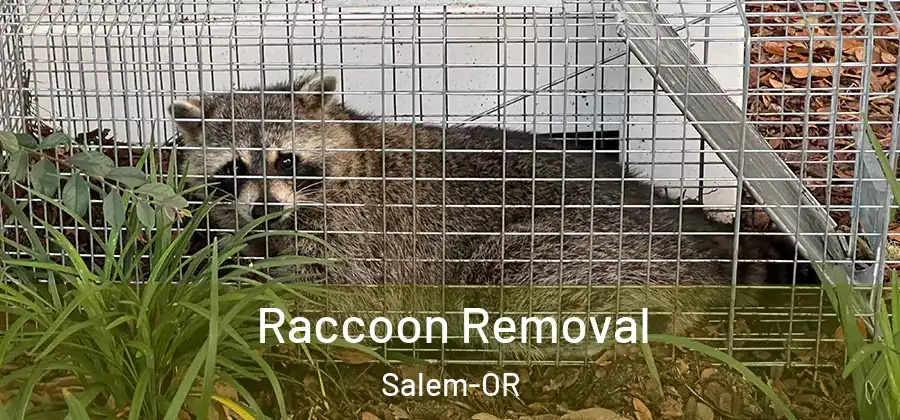  Raccoon Removal Salem-OR