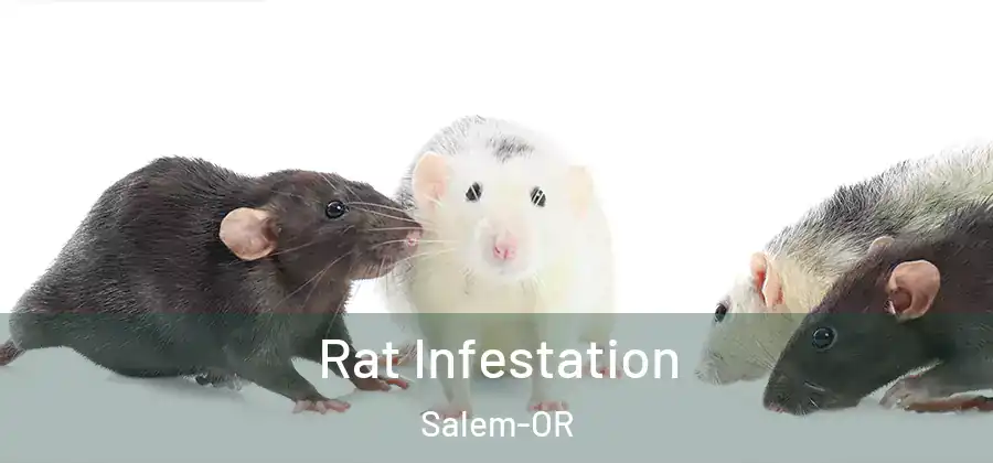  Rat Infestation Salem-OR