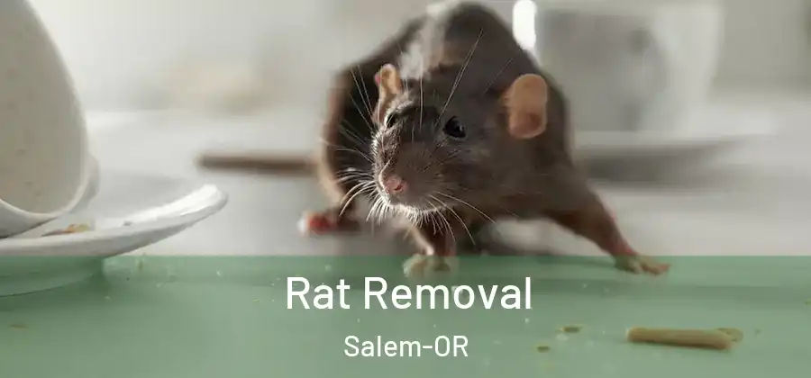  Rat Removal Salem-OR