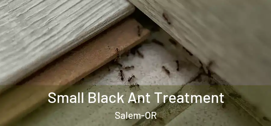  Small Black Ant Treatment Salem-OR