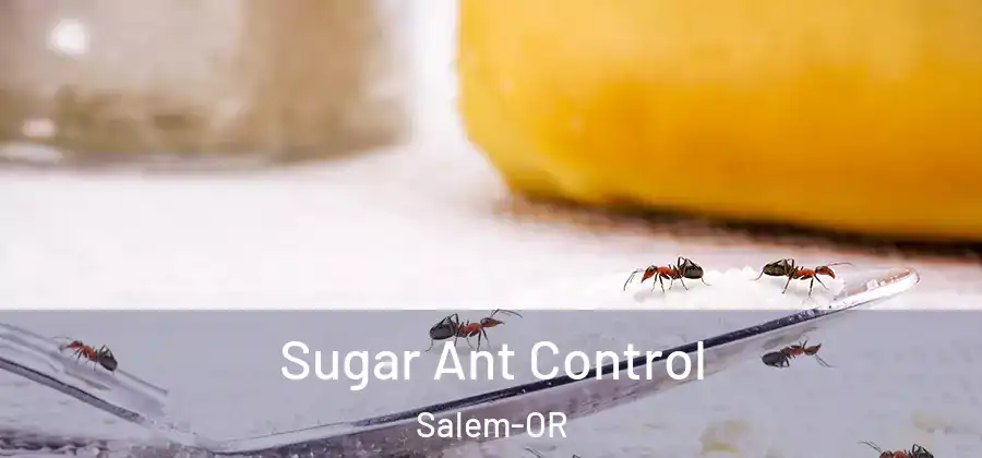  Sugar Ant Control Salem-OR