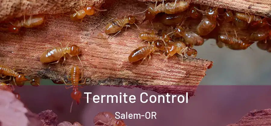  Termite Control Salem-OR
