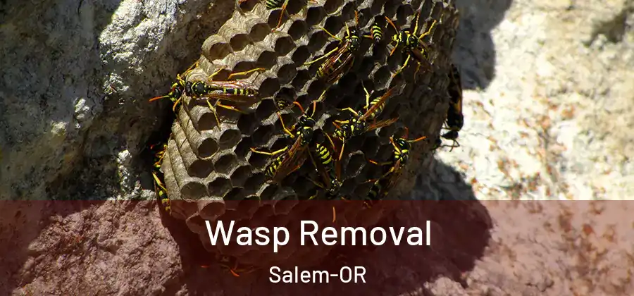  Wasp Removal Salem-OR