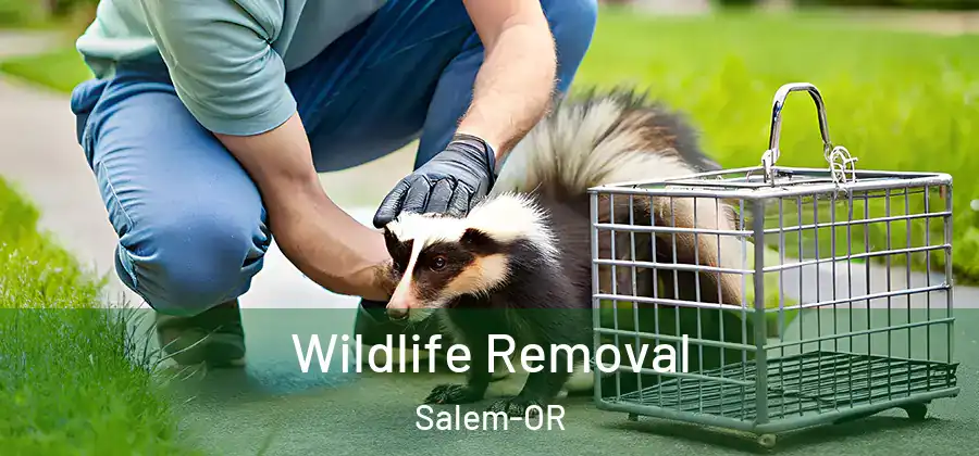  Wildlife Removal Salem-OR